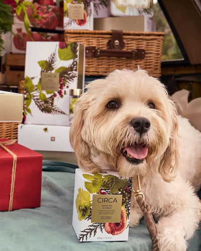 White Fig & Cedar Candle 300g-Circa-Lima & Co